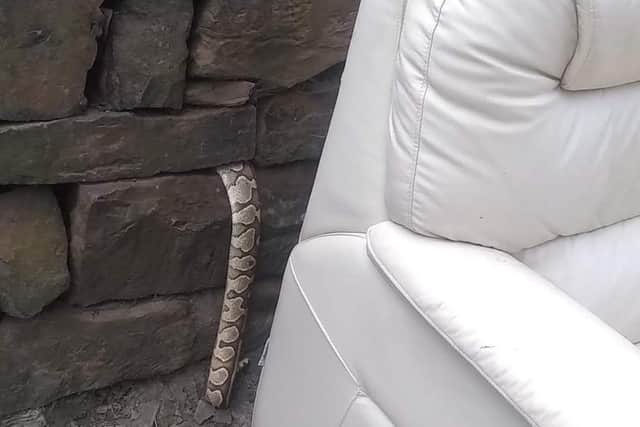 The snakes are thought to have been dumped at the same time as a white leather sofa that was found near them