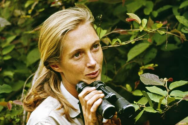 Jane Goodall in Gombe. Picture: PA Photo/Jane Goodall Institute.