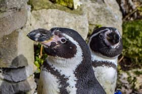 Rosie, a Humboldt penguin, at Sewerby Hall and Gradens zoois set to mark her 30th birthday. Photo credit: Other