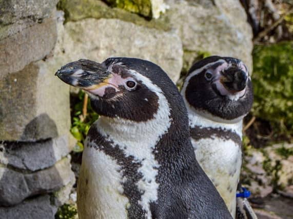 Rosie, a Humboldt penguin, at Sewerby Hall and Gradens zoois set to mark her 30th birthday. Photo credit: Other