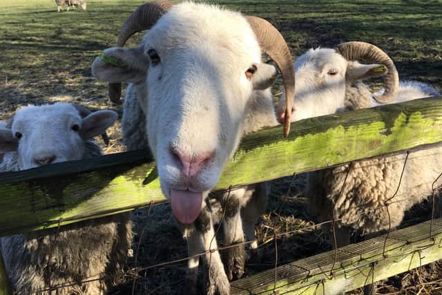 Meanwood Valley Urban Farm cares for a number of animals.