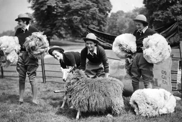 15th May 1940:  Four members of the WLA (Women's Land Army), shearing sheep in London's Hyde Park.  (Photo by Fox Photos/Getty Images)