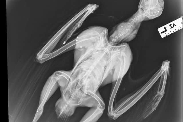 Red Kite x-ray