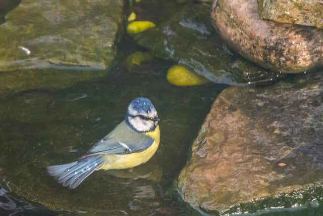 A blue tit is pictured making the most of the facilities in the garden of Fairburn Ings RSPB volunteer Alan Coe. Photo credit: Alan Coe.