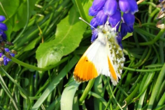 The Fairburn Ings based RSPB have said there has been a rise in the number of reportingfordifferent types of butterflies appearing in local gardens.Photo credit: Other