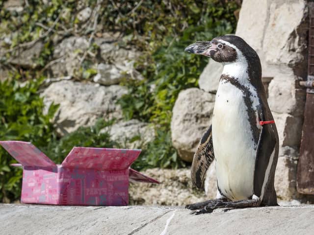 Rosie the penguin.
Photo: Danny Lawson/PA Wire
