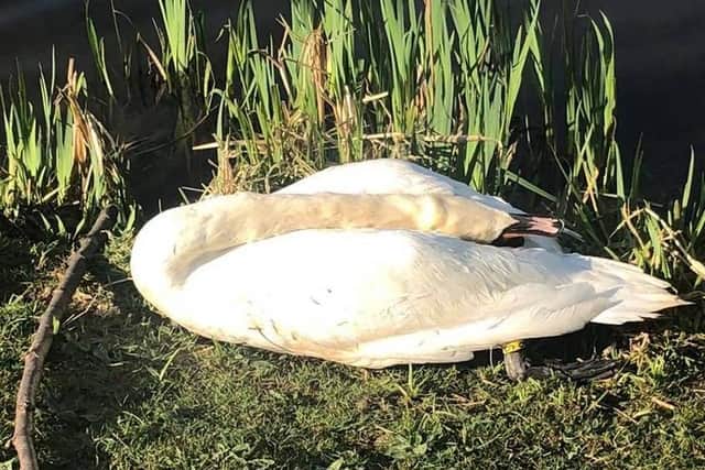 The Bradford park swan