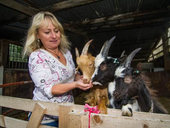 Lyn with her Golden Guernsey and Bagot Goats
