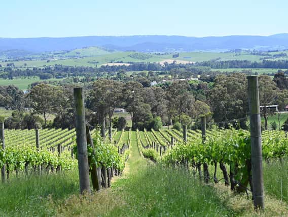 The rolling hills of the Yarra Valley.