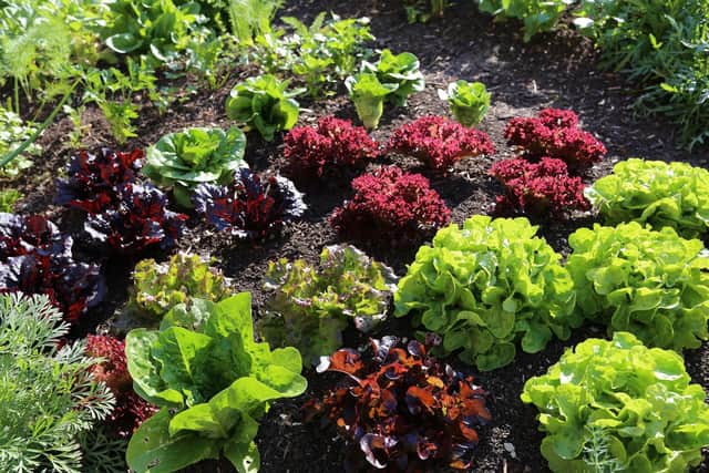 Lettuce growing in a garden. Picture: PA