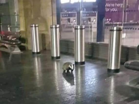 The badger was photographed at Sheffield Station