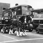 Tetley's Brewery Shire horses and carriage in 1969