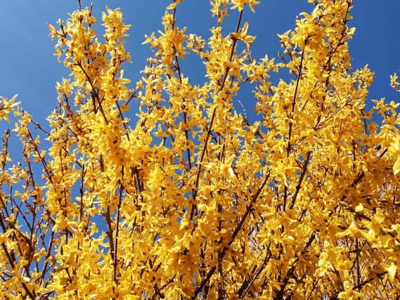 You should think about pruning forsythia once it has finished flowering. (Dave Overend).