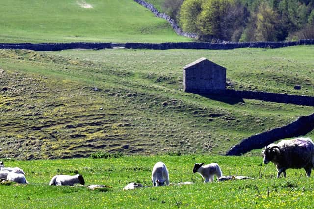 An ewe keeps a watchful eye on lambs grazing in the fields near Grassington. Picture: Gary Longbottom