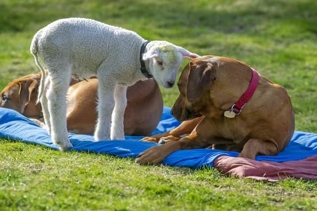 Shaun has struck up an unlikely friendship with the two dogs after being adopted from a local farm.
