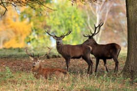 Three deer have been killed on the roads of North Yorkshire, police confirmed.