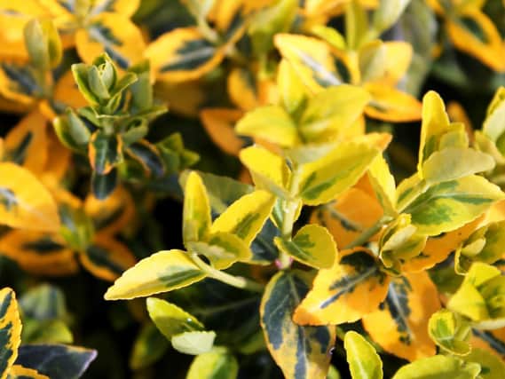 Euonymus has emerald and gold leaves. (Dave Overend).