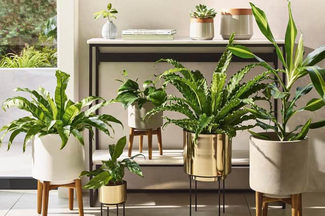 Hoiuseplants improve air quality. Planters from Marks and Spencer