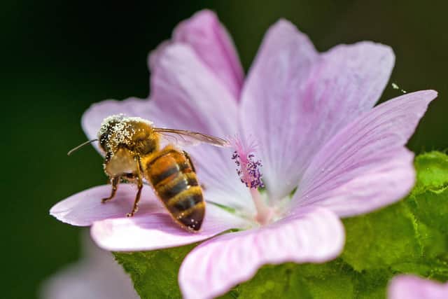 Honey bee on Musk Mallow (c) Paula French