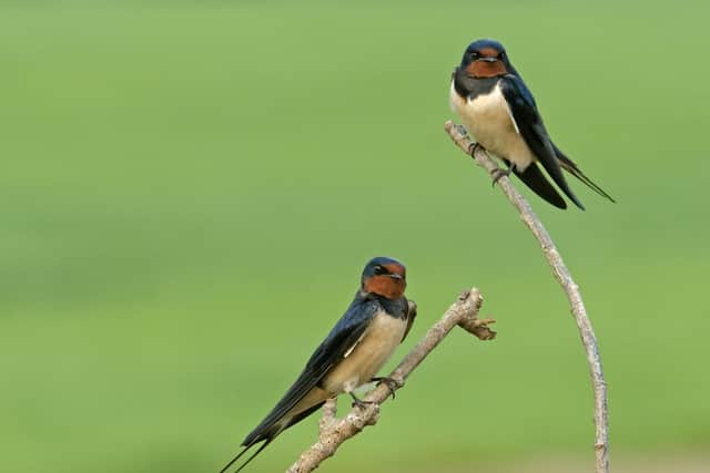 Swallows fly 6,000 miles to return to the UK Credit: Chris Gomersall/2020VISION