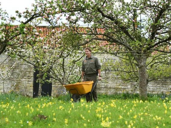 Nick Fraser, Head Gardener at Nunnington Hall, tends to the apple blossom.
Picture Jonathan Gawthorpe.