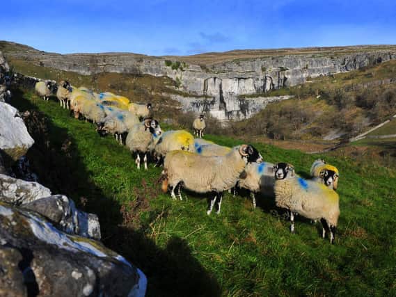 A herd of tupped Swaledale sheep by Malham Cove in North Yokshire