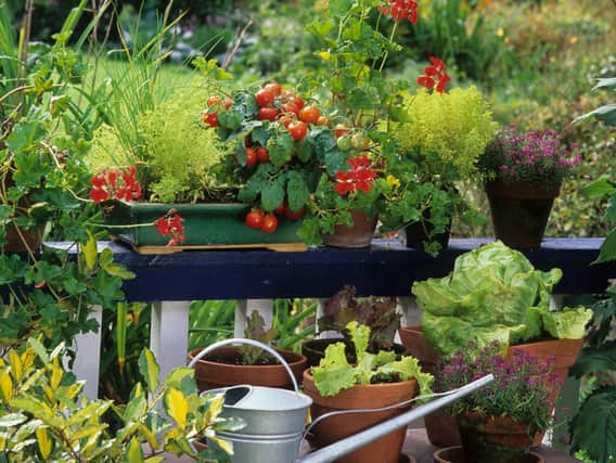 Charlie Hart has a new gardening book out. Photo: iStock/PA.