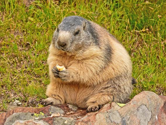 Pictured, a marmot. It isunderstood by the ASAthat HSI had bought a bobble hat from Sorelle and found that the hats label stated that it contained marmot fur. Photo credit: other