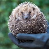 National Hedgehog Week aims to raise awareness of the challenges hedgehogs are facing to survive.