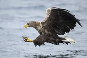 The White-tail Eagle also known as a Sea Eagle