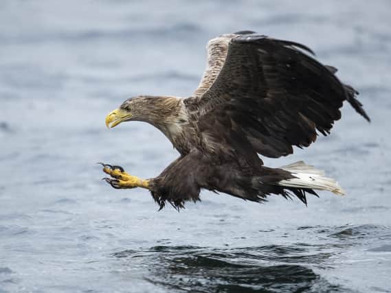 The White-tail Eagle also known as a Sea Eagle