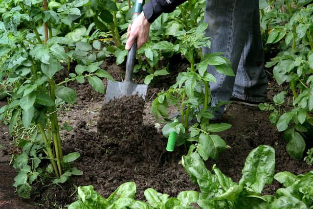 Spending time in the garden can boost your health, researchers have suggested