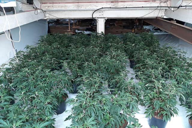 About 500 cannabis plants were found.