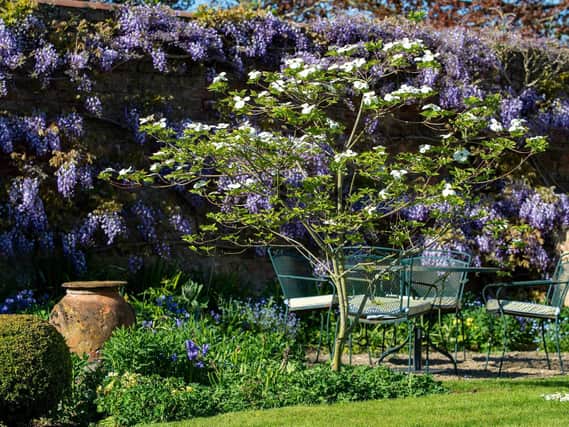 The Wisteria and Cornus were bought on a visit to the Eisenhut Nursery in Switzerland