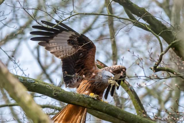 A red kite pictured near Leeds
