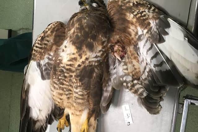 North Yorkshire Police issued this picture of a buzzard found shot in the county in 2018