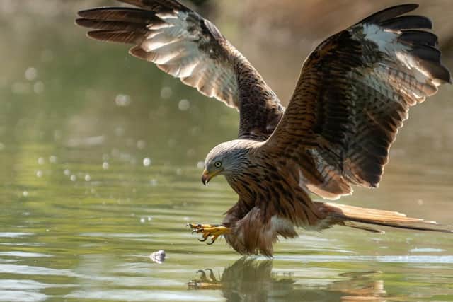 A red kite pictured catching fish in Rutland. Picture: SWNS