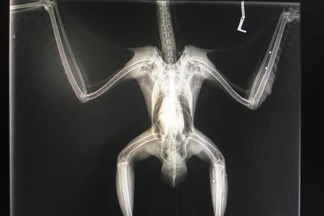 An x-ray of a buzzard found shot near York in March this year. Picture: North Yorkshire Police