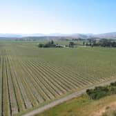Wall-to-wall vineyards in Marlborough, New Zealand.