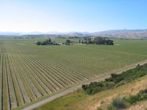 Wall-to-wall vineyards in Marlborough, New Zealand.