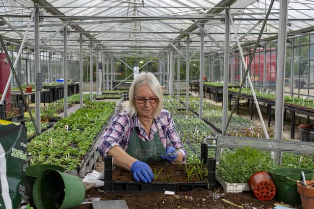 Kath West planting bedding plants at her garden centre she runs with husband Gordon in Dishforth, North Yorkshire