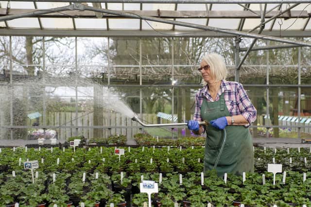 Kath West waters the geraniums at her garden centre she runs with husband Gordon in Dishforth, North Yorkshire