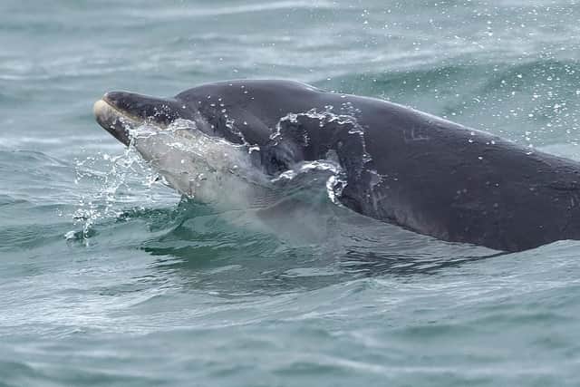 The bottlenose dolphins are now regular visitors to the Yorkshire coast from their home in the Moray Firth. Photo: Steve Baines