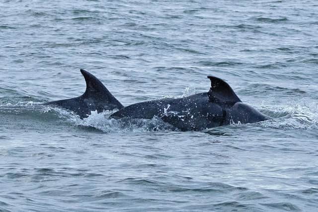 They often feed off Flamborough Head. Photo: Steve Baines