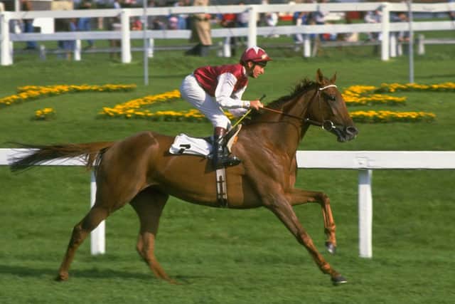 This is Oh So Sharp winning the fillies' Triple Crown for Henry Cecil and jockey Steve Cauthen when landing the 1985 St Leger at Doncaster. The feat has not been achieved since.   Photo: Allsport UK /  Allsport.
