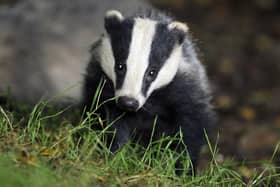 A High Court judge has ruled against badger culling in Derbyshire