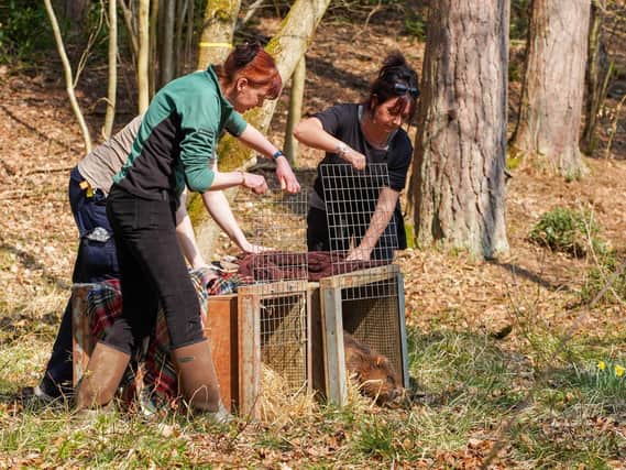 The beaver release at Cropton Forest, near Pickering, in April 2019