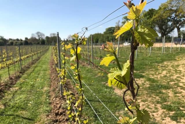 Dunesforde Vineyard, planted in 2016, grows four grape varieties across 6,000 vines.