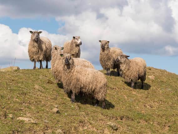 A new conservation programme is aiming to halt the decline of Longwool breeds