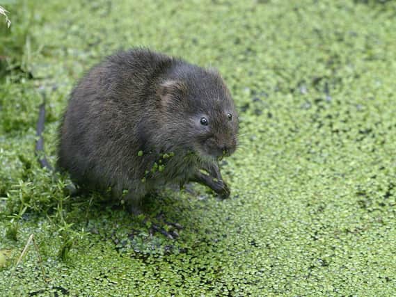 There is ongoing work to save water voles in the North York Moors National Park
